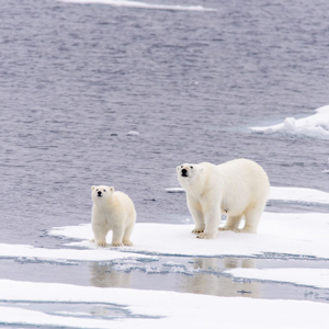 Climate change declining arctic sea ice