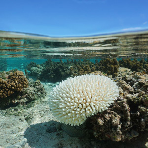 Climate change ocean acidification